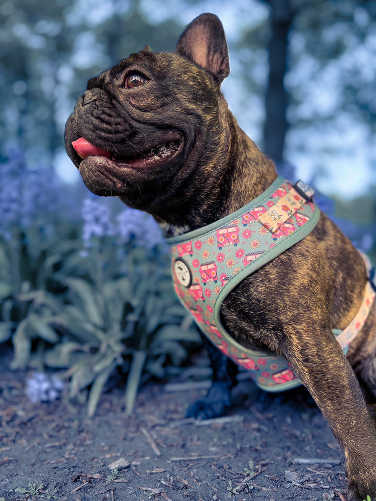 Let's explore the signs that indicate your dog's harness needs an upgrade.