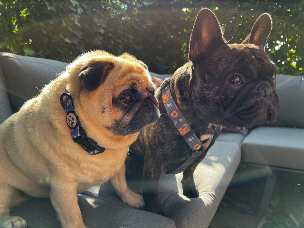 Collar of Strap Harness?