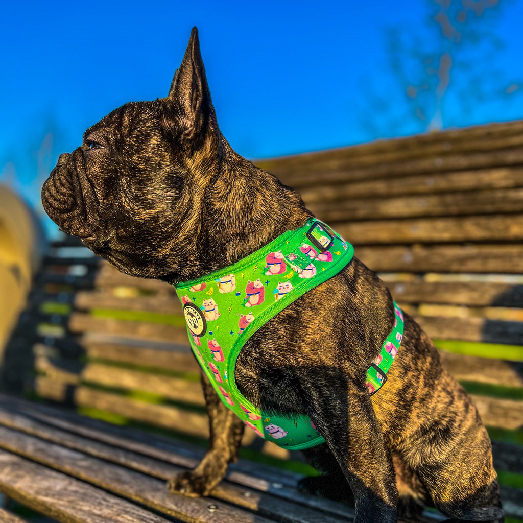 Top 10 reasons why more and more people are choosing harnesses with fun prints and design
