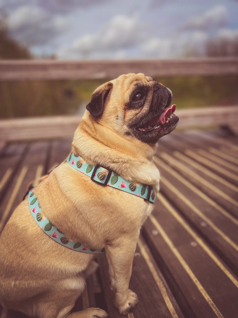 About Doggy Rocks, how it all started with James